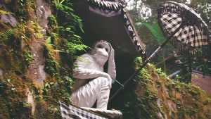 White monkey at Kanto Lampo - Monyet Putih di Air Terjun Kanto Lampo