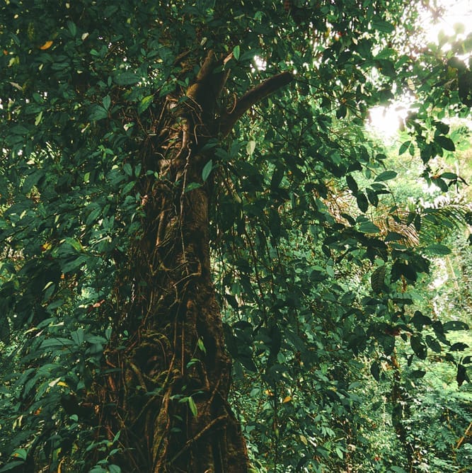 pohon-kanto-lampo-gianyar pohon kanto lampo gianyar